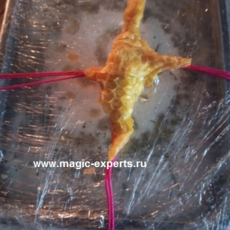 Бабушка Агафья